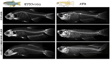 魚のヒレ」 長かったり、短かったり⁉ 仕組みを解明―ヒレの多様な形成位置をもたらす単純なシステム― 