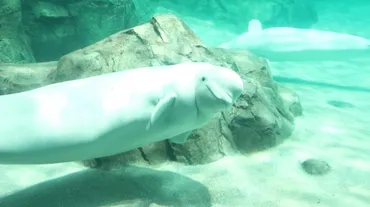 名古屋港水族館：イルカショーやマイワシのトルネード、魅力満載！見どころは？感動体験とは！？