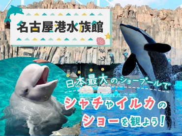 名古屋港水族館の日本最大のショープールでシャチやイルカのショーを観よう！ 