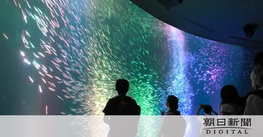 虹色に輝く幻想的なトルネード マイワシの群れ、名港水族館で優雅に：朝日新聞デジタル