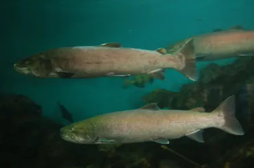 ノシャップ寒流水族館ってどんなところ？日本最北端の水族館とは！？