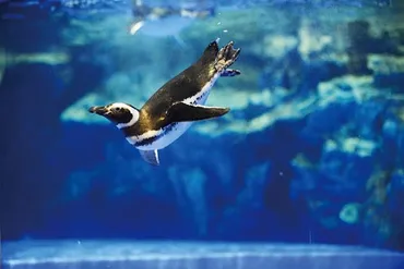 すみだ水族館の新エリア『小笠原』ってどんなところ？小笠原諸島の海を再現した新エリアとは！？