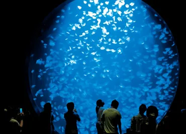 鶴岡市立加茂水族館（山形県）の世界最大級のクラゲ展示゛クラネタリウム゛にうっとり 