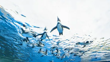 天空をペンギンが泳ぐ、サンシャイン水族館に行ってきました！ 