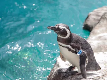 上越市立水族博物館 うみがたり！ 世界一のペンギン飼育数を誇る水族館ってどんなところ？魅力的な展示の数々とは！？