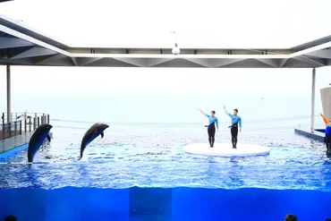 上越市立水族博物館 うみがたり】マゼランペンギンを間近で観察。イルカの大ジャンプも！