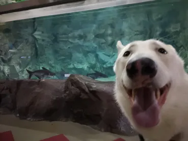 リードのみでペット同伴OK】蓼科アミューズメント水族館