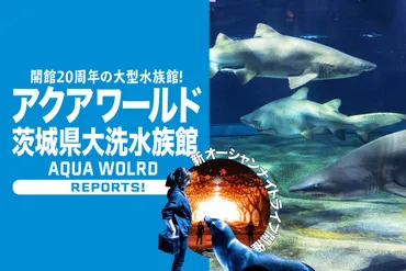 茨城県大洗水族館、サメの赤ちゃん公開！～飼育の裏側と繁殖の重要性とは？～シロワニの赤ちゃん誕生！