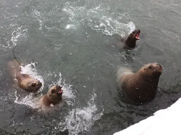 おたる水族館の「冬の海獣公園ガイドツアー」に参加して雪の中で元気なトドにアザラシにセイウチを見てきたよ。野生のトドもいた！！: 小梅太郎の「小樽日記」