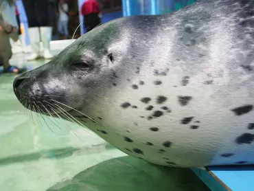 ゴマフアザラシ：愛らしいハンターの生態と、その魅力とは？北太平洋を回遊する、ゴマ模様の愛らしさ!!