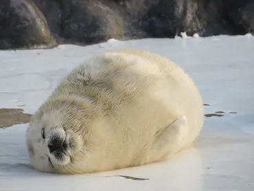 おたる水族館…ゴマフアザラシの赤ちゃんの名前が決まりました 