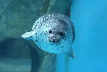 アザラシのいる日本の水族館まとめ