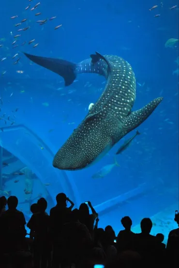 水族館ランキングで人気が高いのはどこ？人気水族館ランキング大公開!!