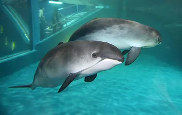 おたる水族館…ネズミイルカ アツコの妊娠とそれに伴う観覧休止について 