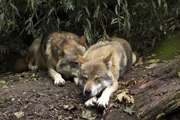 オオカミには人間に愛着を示す本能が備わっていることが明らかに