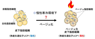 脂肪を燃焼するベージュ細胞の誘導を制御する酵素を発見 過栄養による肥満や糖尿病の改善につながる成果 