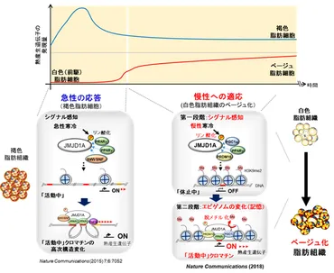 脂肪燃焼体質を作るには、寒さの感知とエピゲノムの変化が重要 エピゲノム（遺伝子の後天的修飾）を介した寒冷環境への適応機構の解明 