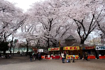 八王子のおすすめ穴場、桜お花見スポット選!