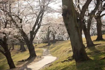 富士森公園桜まつり花見の見ごろやライトアップの時間は?屋台や混雑状況について!
