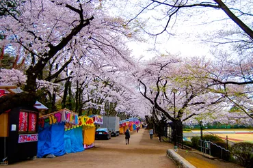 観光:富士森公園(花見、桜、花火、市民体育館、市民球場、陸上競技場)(東京都八王子市)