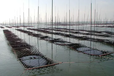 佐賀海苔の魅力！有明海の恵みと養殖の秘密を探る？佐賀海苔の進化とは！？