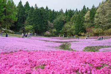 花のじゅうたんで芝桜を見てきたよ!月中旬から月中旬が見頃の癒しスポット