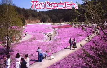 花のじゅうたんをゴールデンウィークに観にいくつの理由【永沢寺】