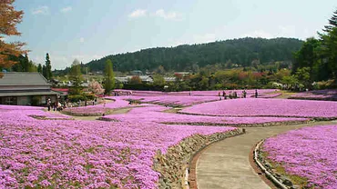 三田市永沢寺「花のじゅうたん・芝桜園」開花状況