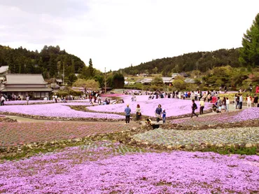 天空の城・竹田城跡と三田の花の絨毯散策の旅２－『三田花の絨毯』・『フェリーおおさか』編』三田（兵庫）兵庫県の旅行記・ブログるりさん【フォートラベル】