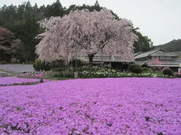 芝桜関西名所３か所巡りその３花のじゅうたん兵庫県三田市