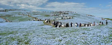 国営ひたち海浜公園、ネモフィラの満開を発表。見頃ピークは月日まで続く約万本「みはらしの丘」が青一色に