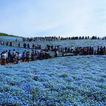 にネモフィラを見に「ひたち海浜公園」へ!混雑のようすをお伝えします