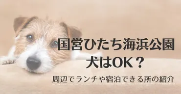 ひたち海浜公園犬連れ?ランチや宿泊ができるペット同伴可能な周辺スポット調査!