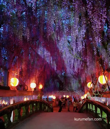 中山大藤まつり樹齢約年の藤夜のライトアップも【柳川市】