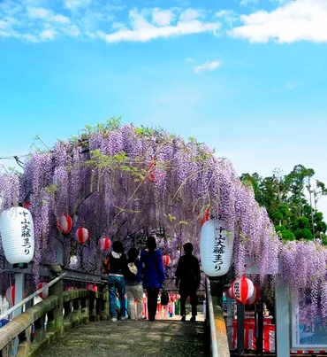 藤の香りに包まれる春のひととき~『中山大藤まつり』清水山ぼたん園と結ぶシャトルバスも(柳川市・みやま市)【春の花】