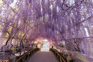 柳川市】樹齢年の藤が魅せる絶景!中山大藤まつりが月日から開催