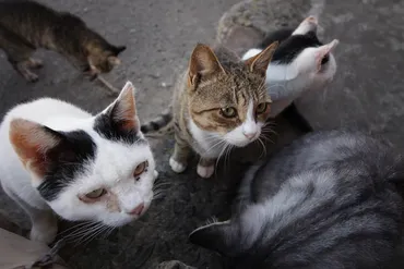 猫島・田代島はなぜ猫が多いのか？猫と人、そして自然が調和した独自の文化とは！？