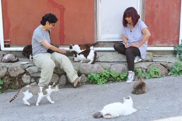 田代島で見た猫のボランティア診療 ドイツの獣医師が猫島に通う理由とは 