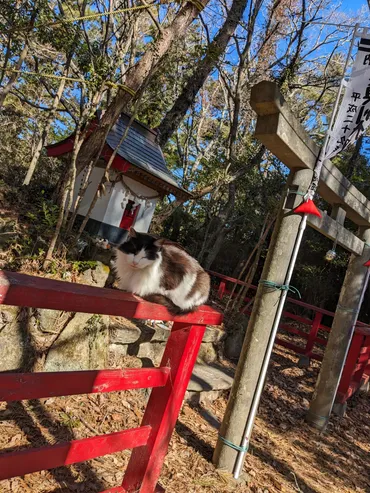 宮城県にある猫島「田代島」を知っていますか？ 行くのは大変だけど、着いた瞬間から猫・猫・猫のまさに猫好きの楽園だった！