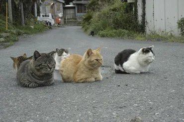 宮城県にある猫島「田代島」の魅力と行き方 