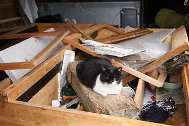 東日本大震災】石巻湾田代島、猫は生き延びていた 