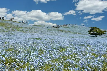 春を告げる青の絶景