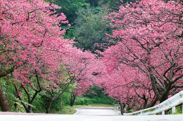 八重岳桜の森公園：沖縄の桜シーズンはいつ？日本一早い桜開花とは！？