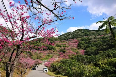 八重岳桜の森公園