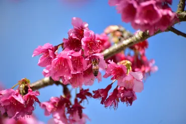 日本一早い桜を満喫！沖縄・八重岳桜の森公園ガイド 