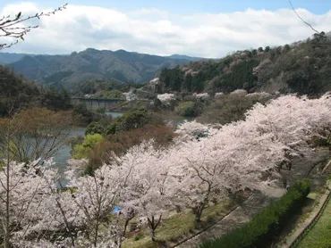 津市三杉町の君ヶ野ダムの桜