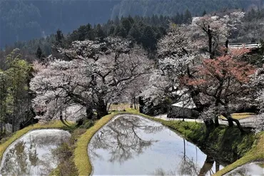 美杉の山里を彩る「三多気の桜」~水を張った棚田に映る「日本の原風景」~(三重)』津三重県の旅行記・ブログかっちんさん【フォートラベル】