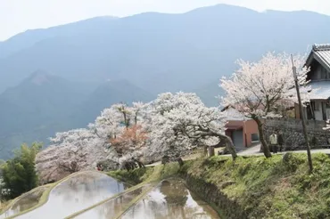 三多気の桜の日間天気週末の天気・紫外線情報【お出かけスポット天気】