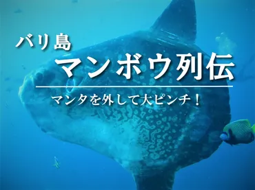 バリ島ダイビング】マンボウ生態マンボウについて真剣に考える話
