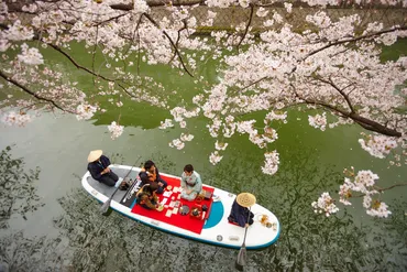年開催横浜大岡川の桜各種お花見クルーズのお知らせ